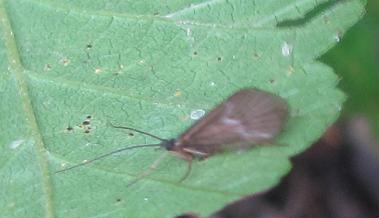 Tricottero (cfr. Limnephilidae) di Sostegno (BI)